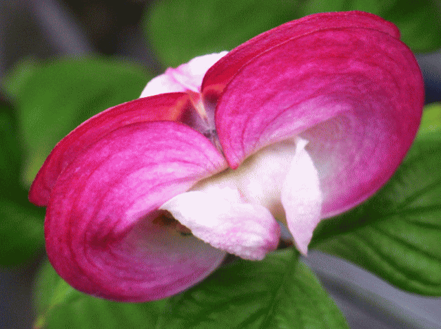 ハナミズキ（花水木）-4 ピンク 包葉（ほうよう）