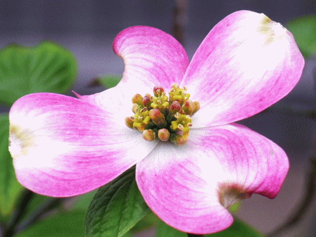 ハナミズキ（花水木 はなみずき）-1 ピンク