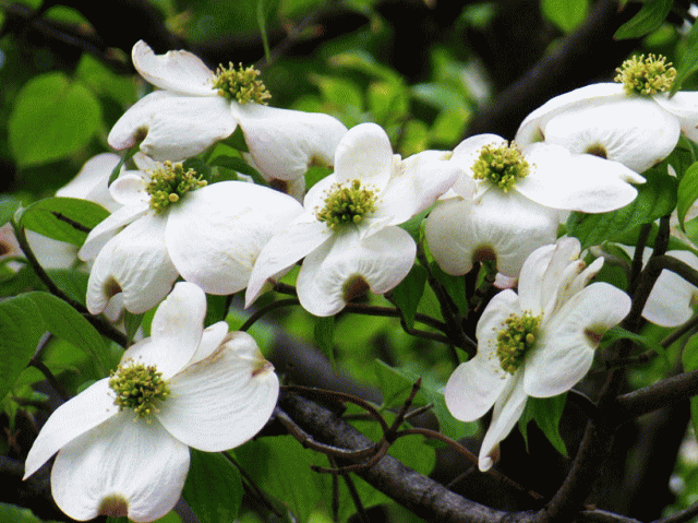 ハナミズキ（花水木）-5 白 花