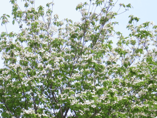 ハナミズキ（花水木）-6 白 樹木