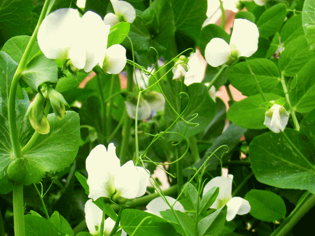 白いスイトピー (豌豆) の花と蔓
