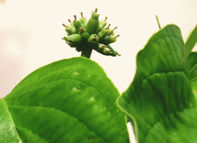 ハナミズキ（花水木）緑の果実