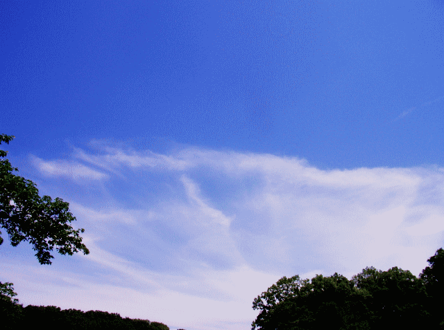 大きなクラゲ（海月､ 水母､ジェリ－フィッシュ）雲