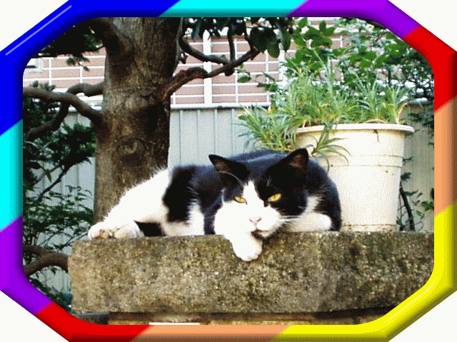 石の門柱の上でくつろぐ白黒ハチワレ猫