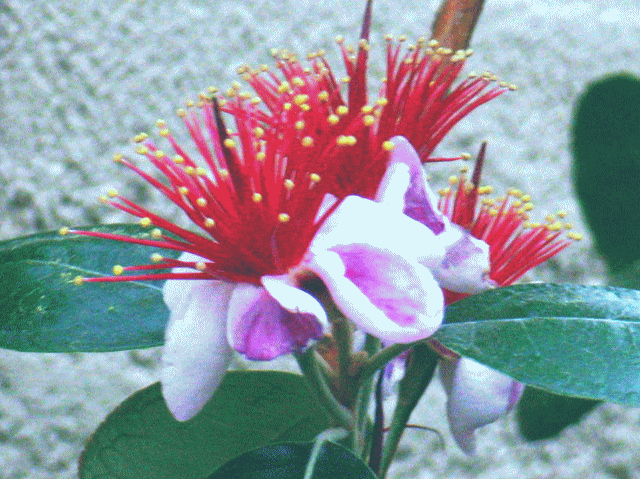 フェイジョア -2　白い花