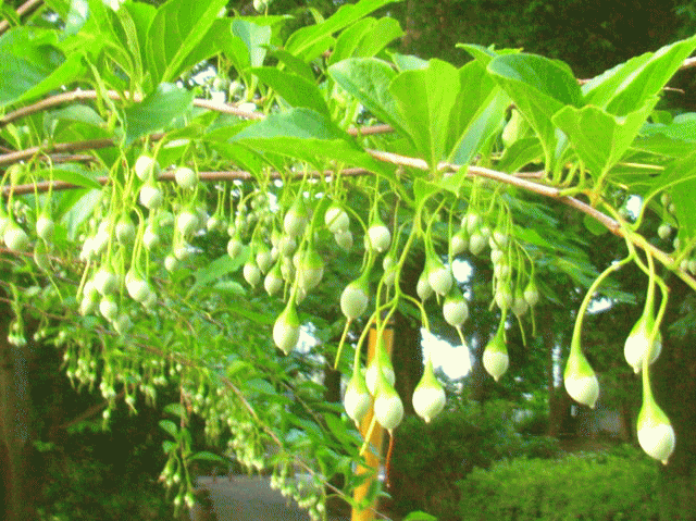 エゴノキ　青い果実
