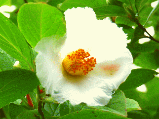 ナツツバキ（夏椿　なつつばき）白