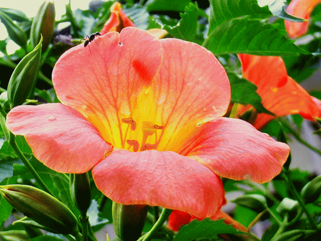ノウゼンカズラ(凌霄花) オレンジ色-1植物の気根→野生の思考の例