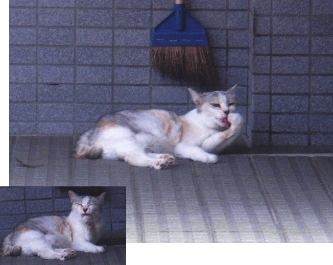 手をなめ、毛づくろいする薄三毛猫(ネコ)