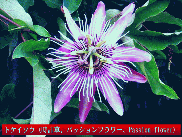 トケイソウ（時計草､パッションフラワー､Passion flower）