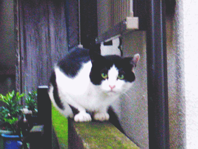塀の上で、ビックリ顔でみつめる白黒ハチワレ猫