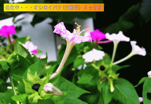 進化中・・・オシロイバナ(白粉花）ミックス-5　赤と白