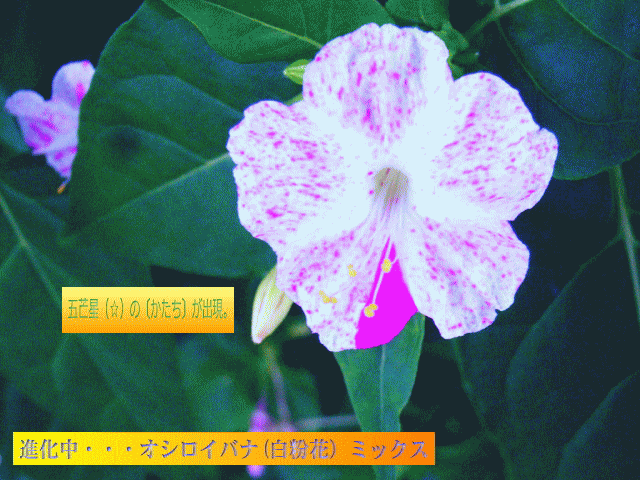 進化中・・・オシロイバナ(白粉花）-10 五芒星（☆）が出現