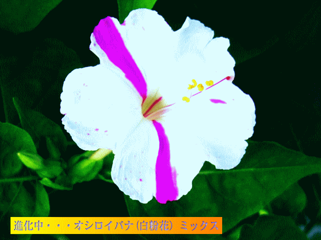 進化中・・・オシロイバナ(白粉花）-6　縦線と点　
