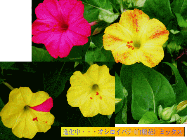 進化中・・・オシロイバナ(白粉花）ミックス 　赤と黄