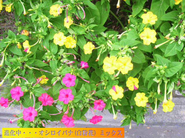 ☆進化中・・・オシロイバナ(白粉花）ミックス　赤と黄