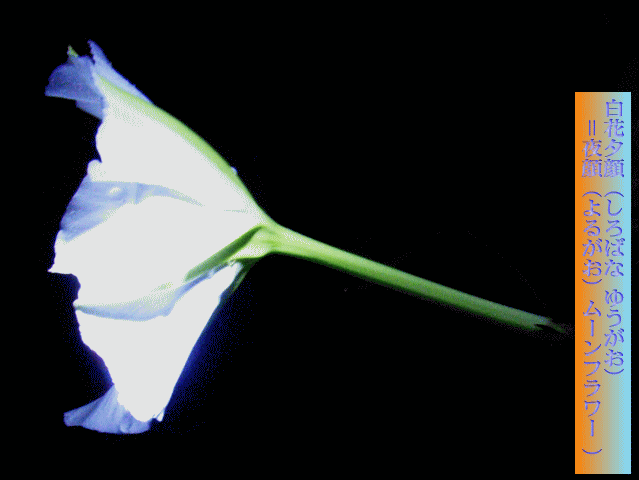 ☆白花夕顔＝夜顔　横から　花柄 （かへい）が長い