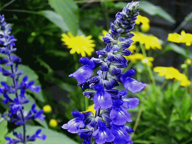 ブル－サルビア    青紫