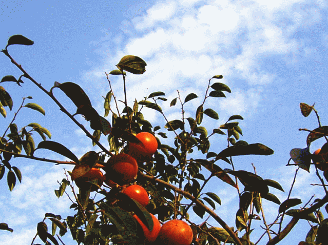 赤いカキ(柿)の実と秋の青空