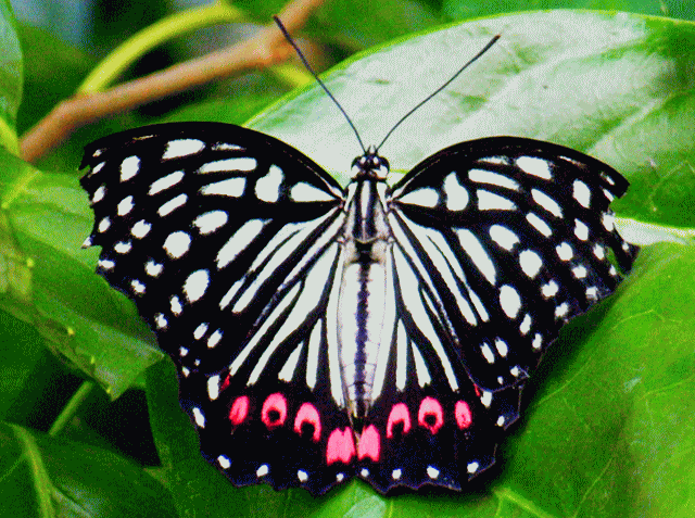 赤星ゴマダラ(あかぼしごまだら）蝶