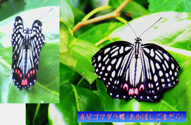赤星ゴマダラ(あかぼしごまだら）蝶