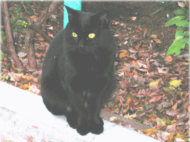 さり気なく、そっぽをむく精悍な黒猫