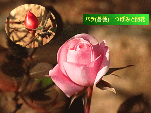 ピンクのバラ(薔薇)　赤いつぼみと開花　