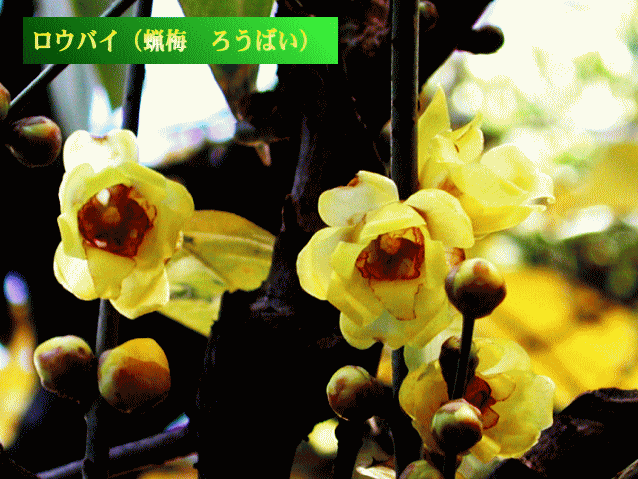ロウバイ（蝋梅）黄の花　中央が茶色
