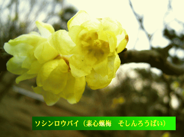 ソシンロウバイ（素心蝋梅 そしんろうばい） 黄の花