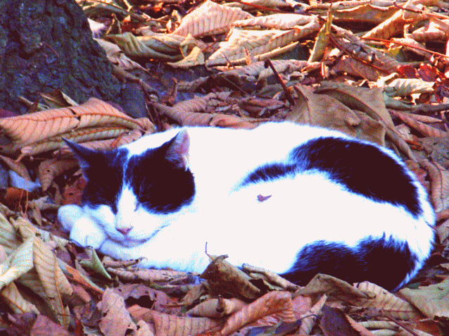 木の根もとで枯れ葉の上で眠る、白黒ハチワレ猫