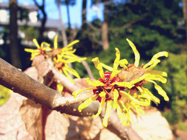 黄色いマンサク(満作)の花