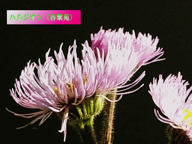 ハルジオン（春紫苑 はるじおん）ピンク