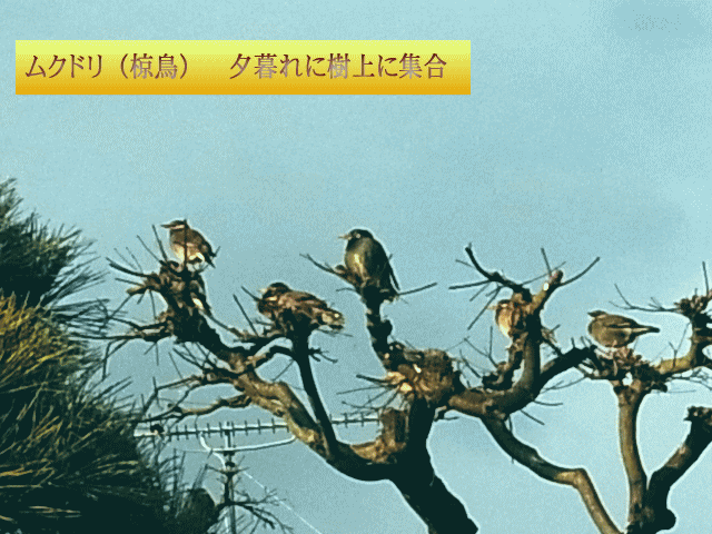 ムクドリ（椋鳥） 夕暮れに樹上に集合