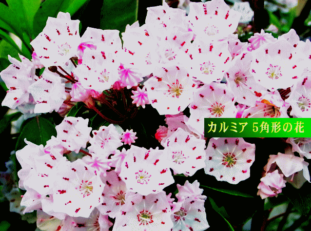 カルミア　ピンク　５角形の花 　ツツジ(躑躅)科
