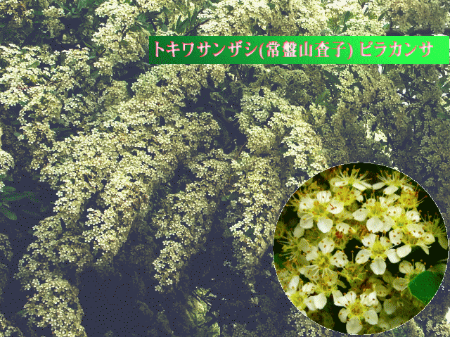 トキワサンザシ(常盤山査子 ときわさんざし) 白い花  別名ピラカンサ