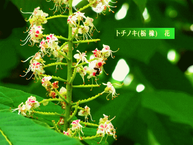 トチノキ(栃　橡 とちのき)　花の拡大
