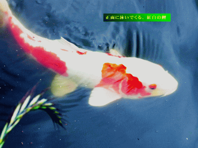 [固まる意識を流動的にする]コイ(鯉)の泳法