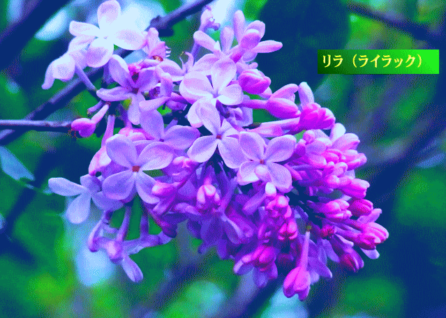 リラ（ライラック）の花　　明るい紫