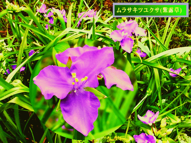 花弁３枚で三角形（△）ムラサキツユクサ(紫露草)
