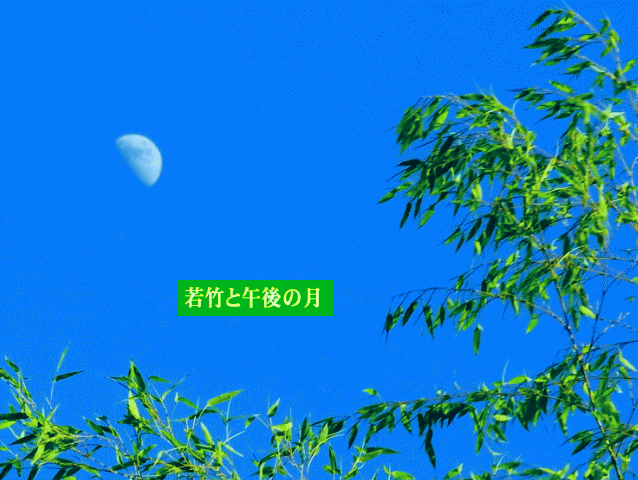 若竹と午後の月