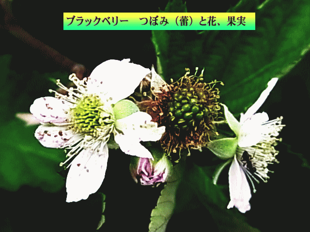 ブラックベリー　つぼみ（蕾）と花と果実