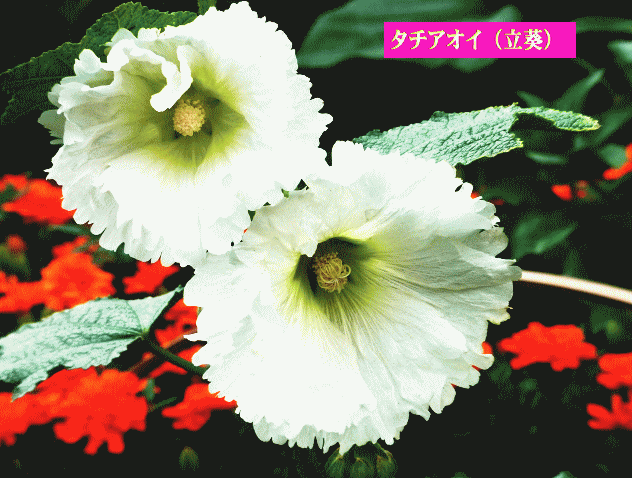 タチアオイ（立葵）白