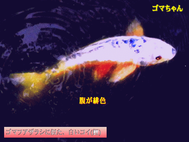白いコイ(鯉)　ゴマちゃん　腹部は緋色