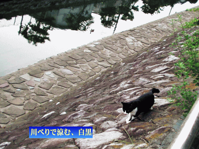 川べりで涼む、猫　白黒