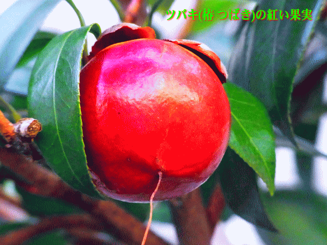 ツバキ(椿 つばき)の紅い果実