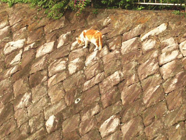 川の石垣をのぼる茶白猫