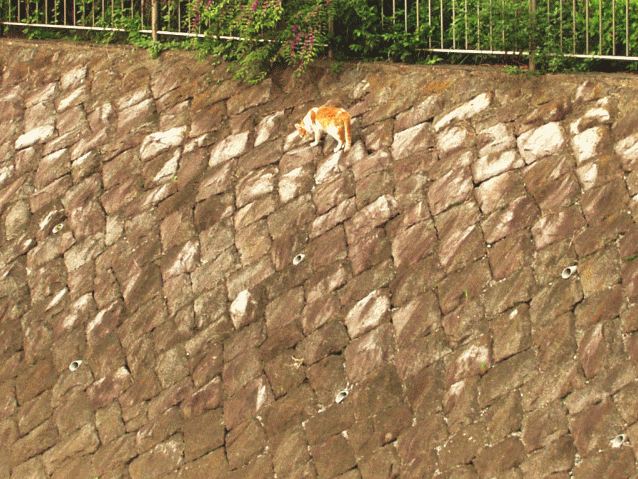 川の石垣をのぼる茶白猫