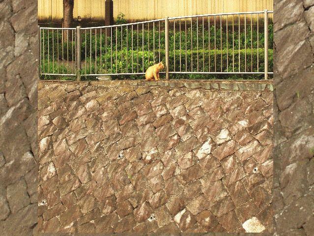 石垣の頂上で涼む茶猫