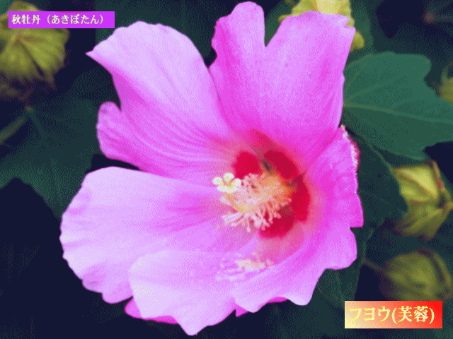 秋牡丹（あきぼたん）フヨウ(芙蓉)　ピンク　日の丸