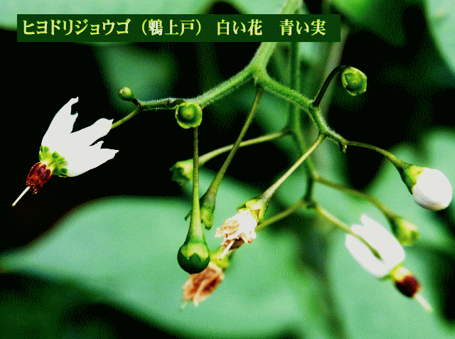 ヒヨドリジョウゴ（鵯上戸） 白い花　青い実